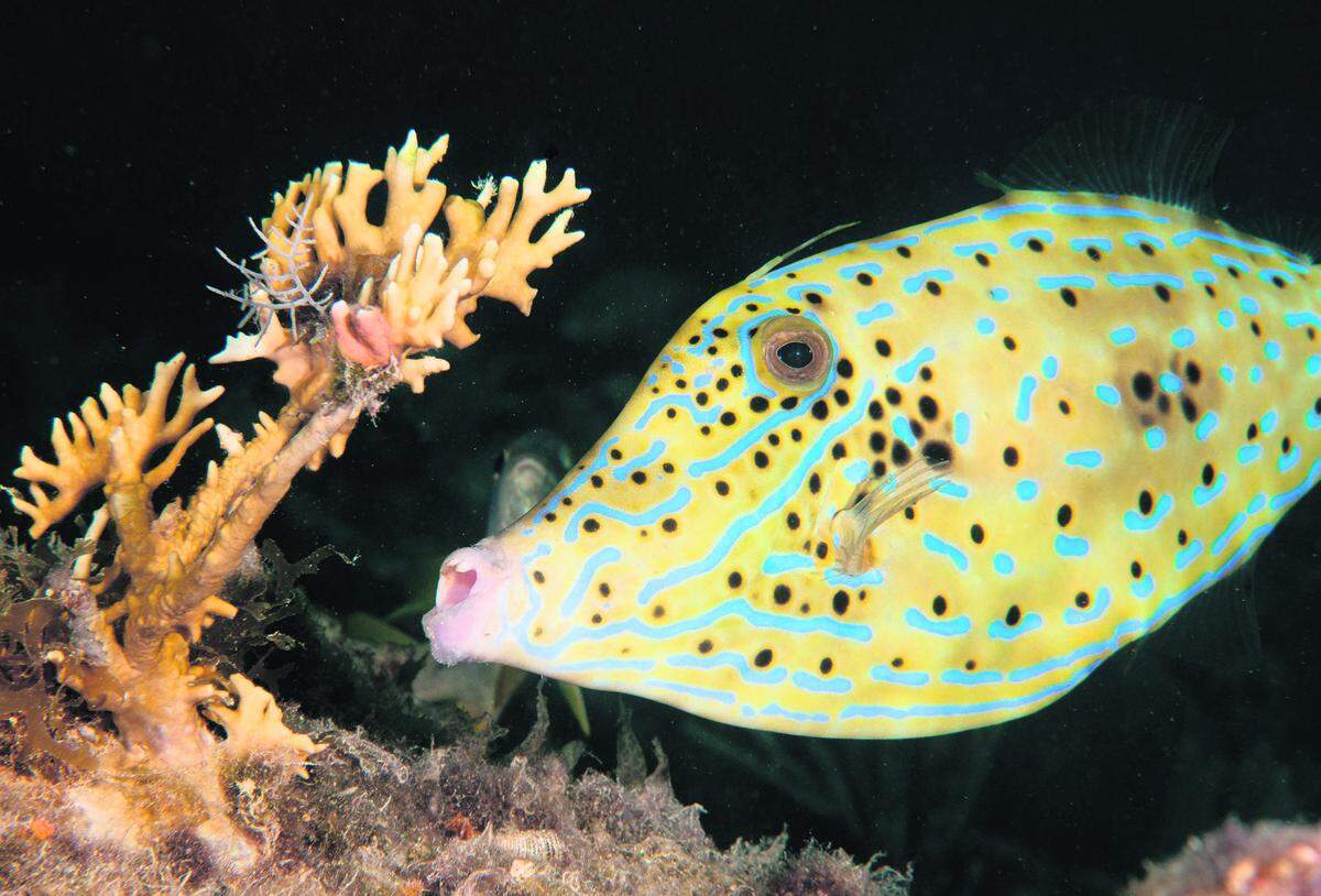A scrawled filefish approaches a sprig of fire coral.