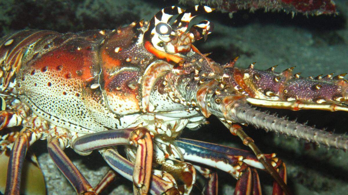 The annual catch target of Florida spiny lobster has been exceeded the past three years.
