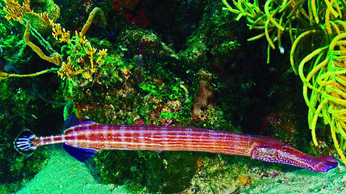 A trumpetfish swims on Victory Reef off Islamorada.