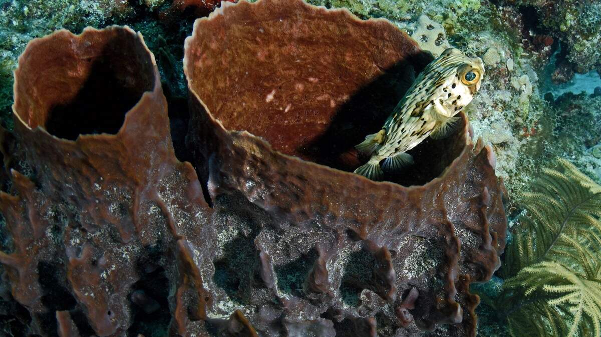 A balloonfish emerges from a crevice.