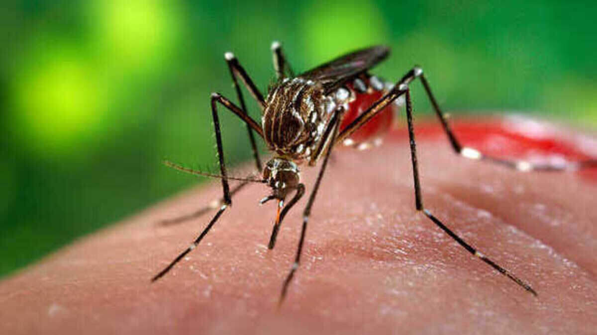 The Aedes aegypti mosquito transmits dengue and Zika.