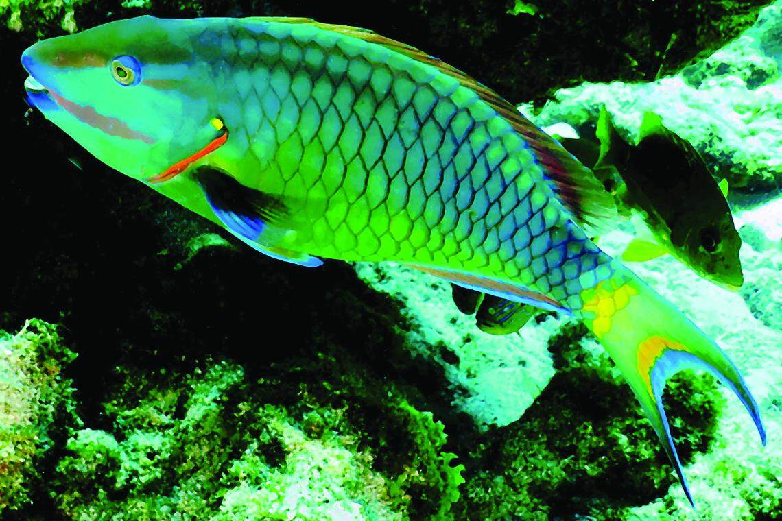 The decline of the parrotfish is one of the reasons behind the reef’s decline.