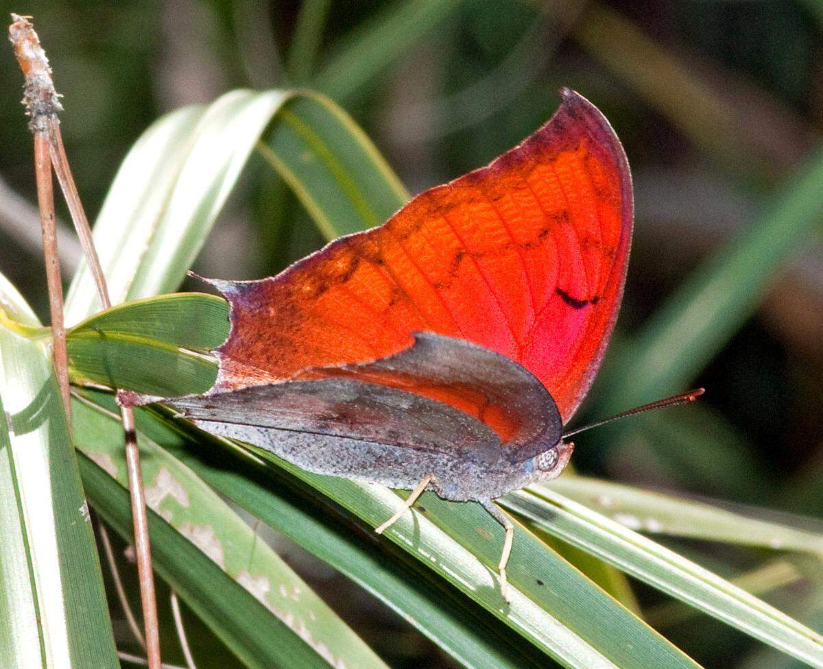 The Florida leafwing butterfly, along with the Bartram’s hairstreak, are endangered and also live in pine rockland areas in Miami-Dade.
