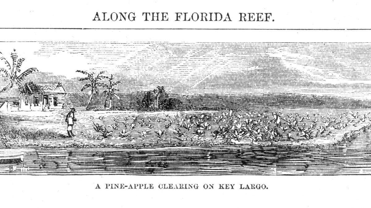 An article about Capt. Ben Baker's early pinneapple plantation on Key Largo appeared in Harper's magazine in 1871 accompanied by this pen and ink sketch.