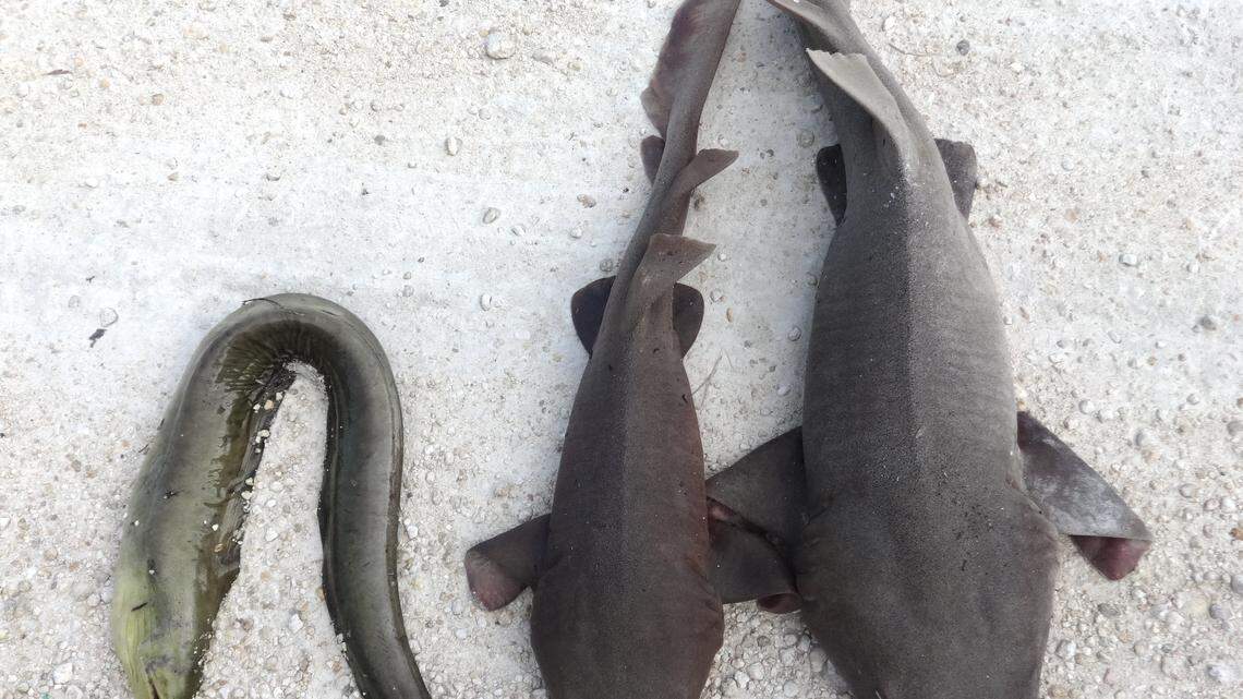 These are the eel and sharks.