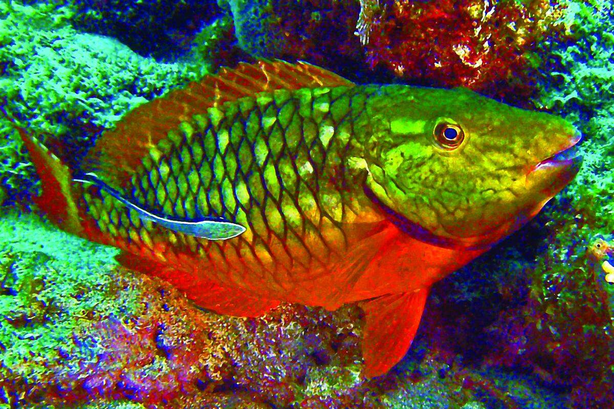 A parrotfish stops by a cleaning station off Key Largo.