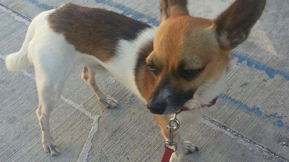 Batman, a Chihuahua mix, was allegedly badly beaten and choked by his owner. His right front leg is mutilated from apparently being broken and not set properly.