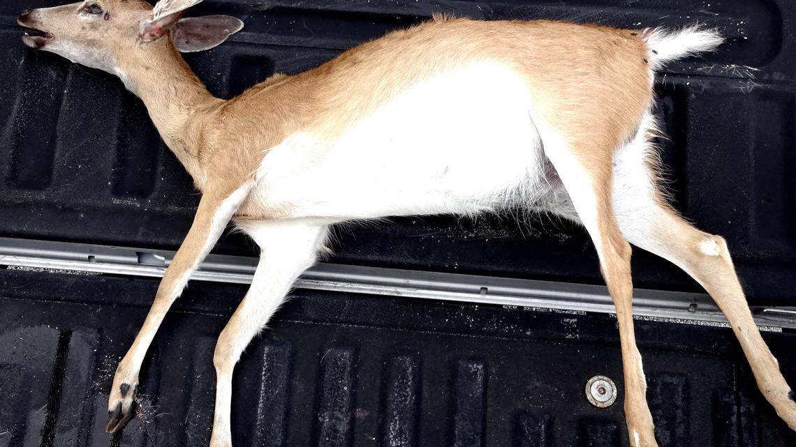 This is the dead deer.