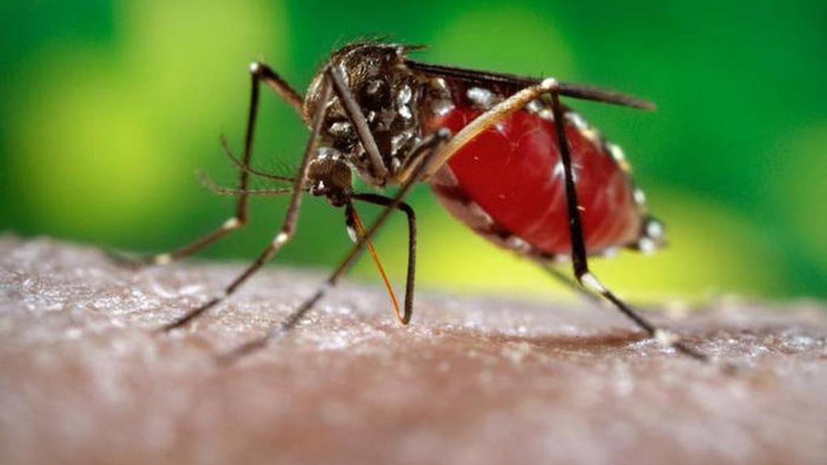 This is the mosquito that carries Zika.