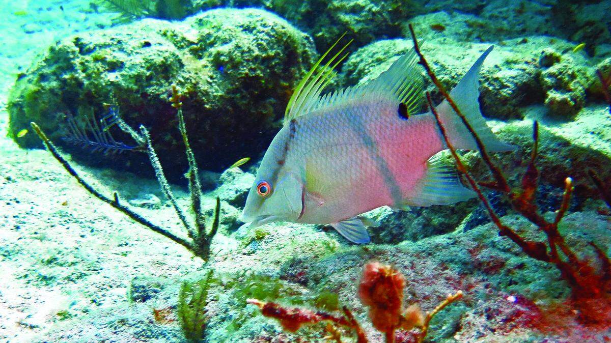 Hogfish have been listed by at least one conservation group as âvulnerable.â™ The problem is, they taste so good.