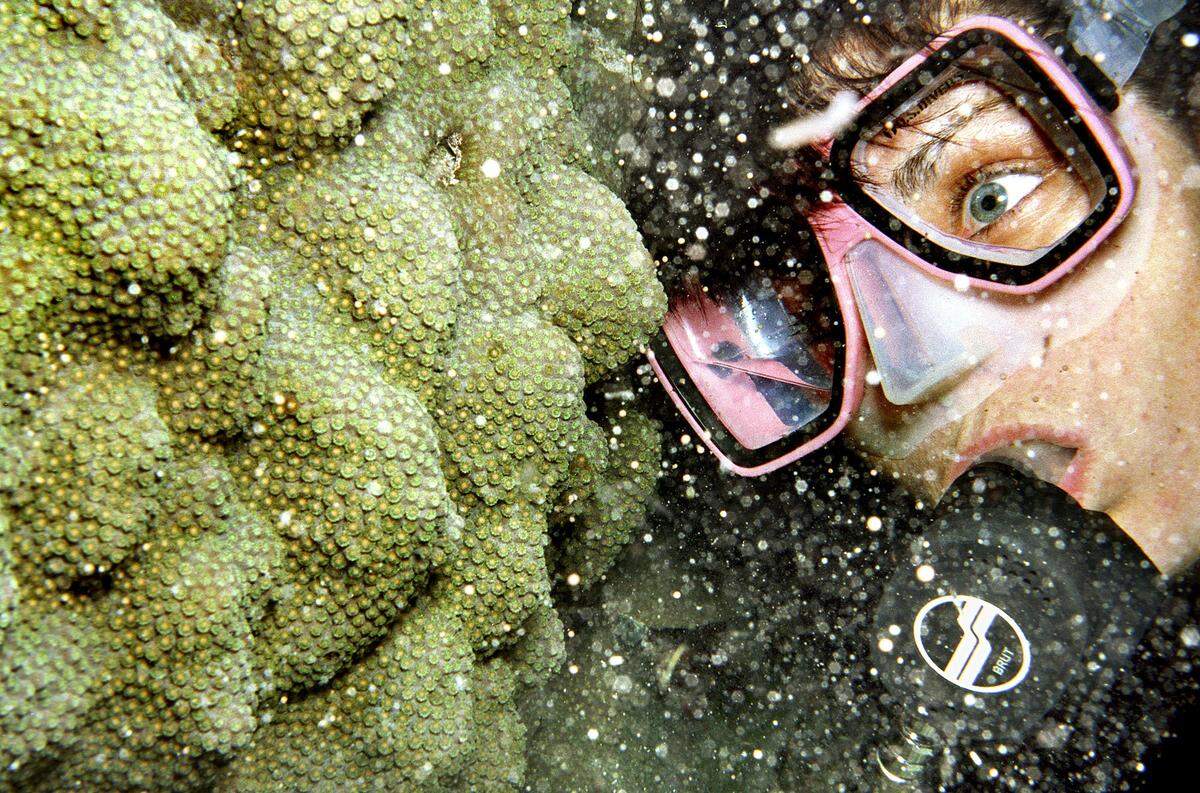 A diver observes coral spawning off Key Largo.
