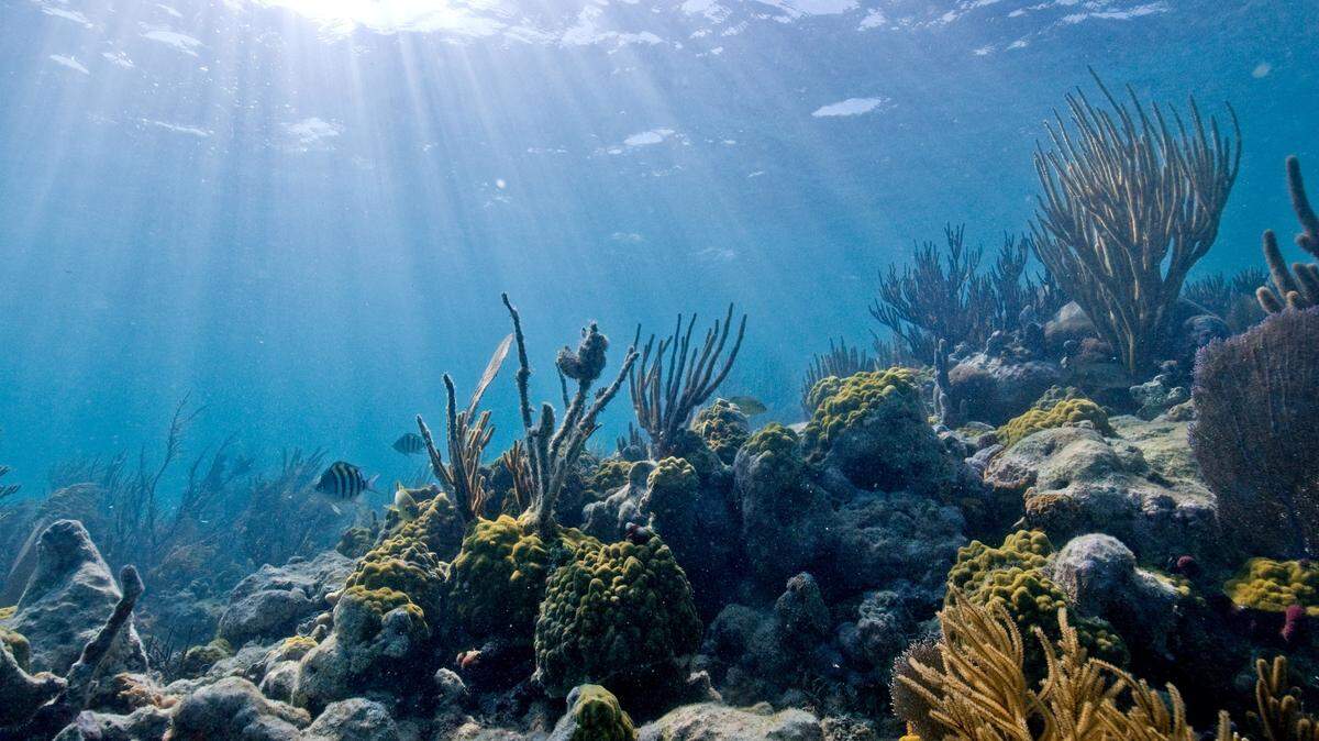 Biscayne National Park lies just to the north of Key Largo.