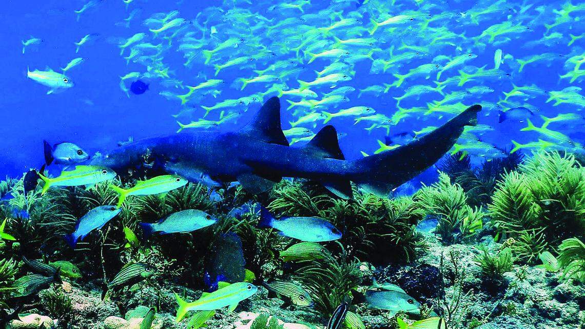 A nurse shark swims on Davis Reef. Scientists say sharks and the reef rely on each other for survival.