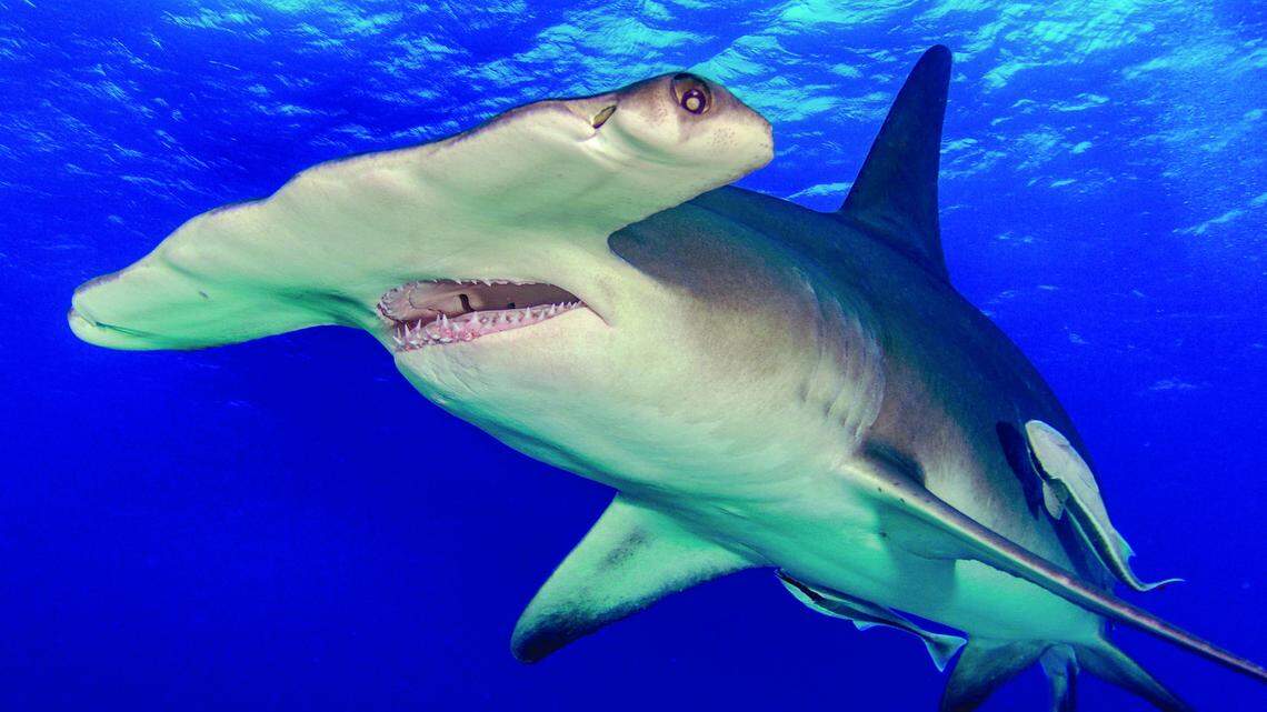 A great hammerhead shark 