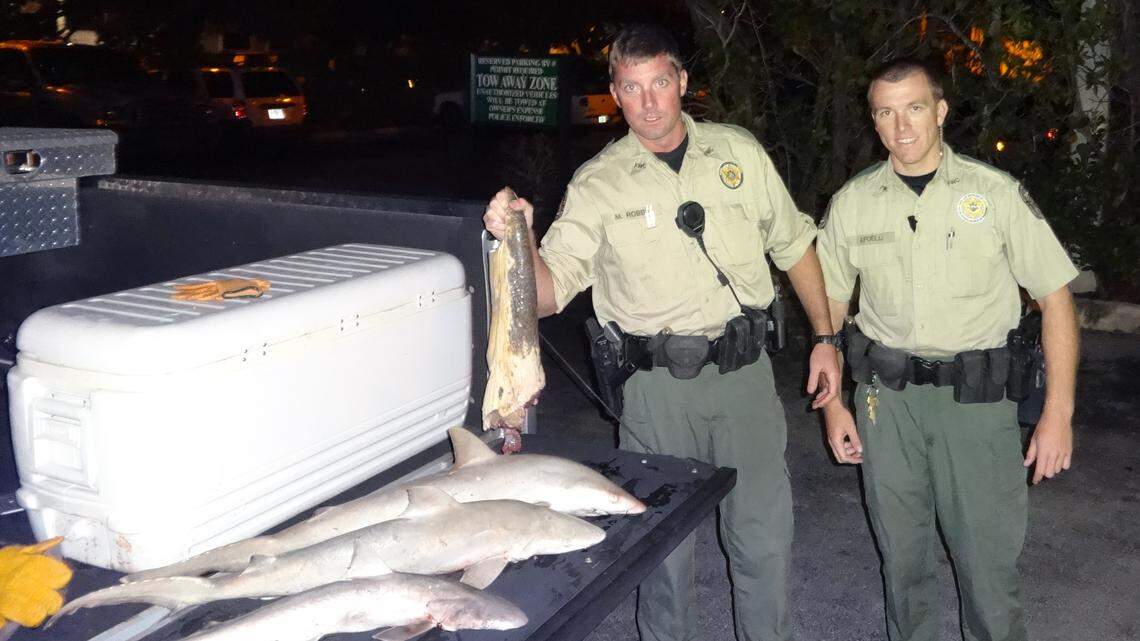 FWC officers show the turtle tail.