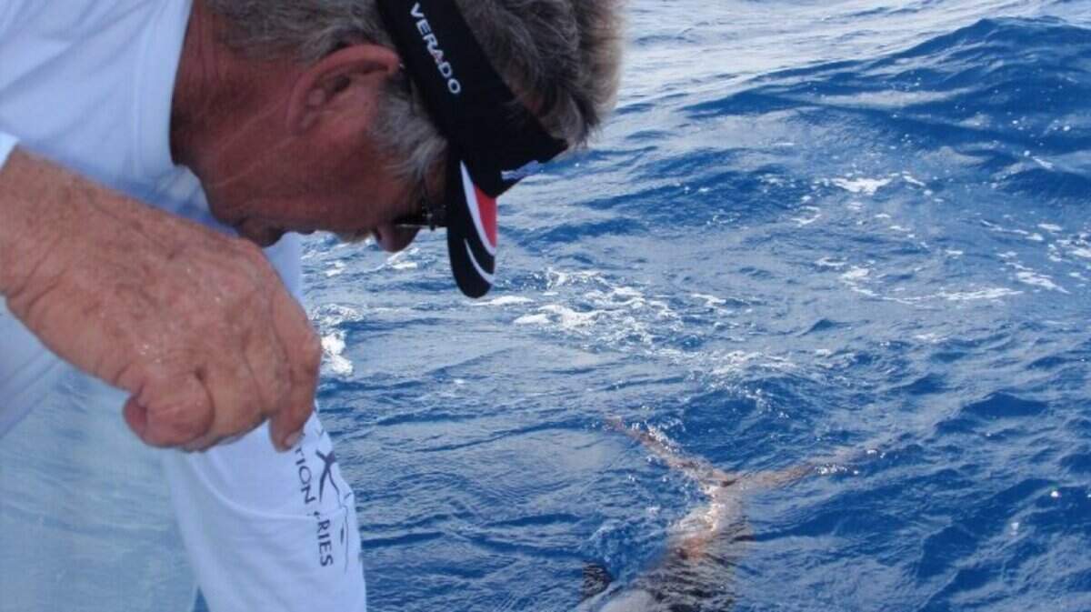 Ron Mitchem revives a sailfish for release in South Florida Atlantic waters.