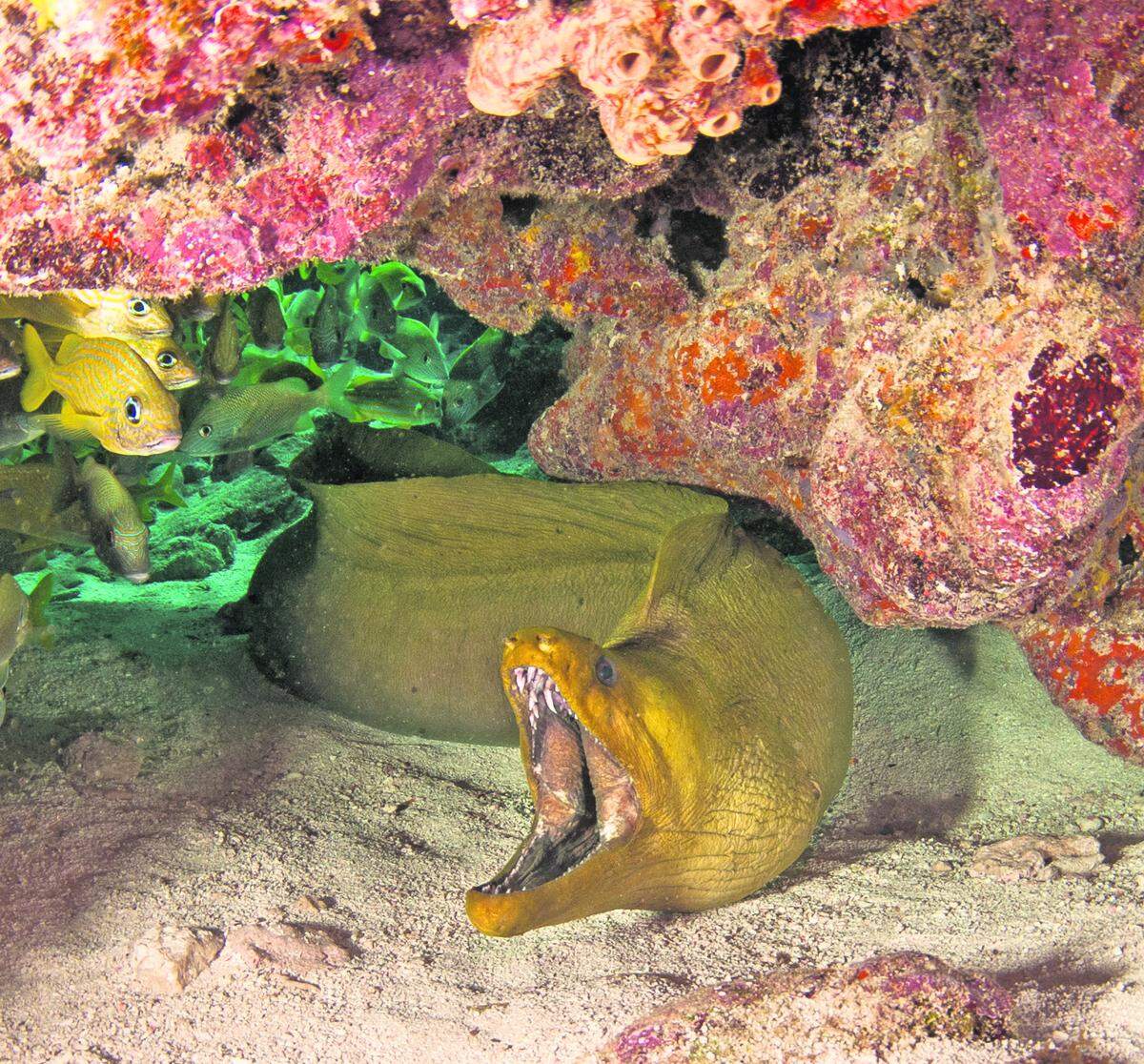 Moray eels make great photo subjects and will often pose for the photographer.
