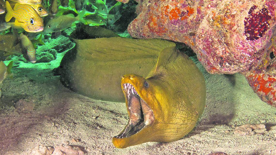 Beauty still abounds under surface of Biscayne Bay. Coral City Camera offers a glimpse