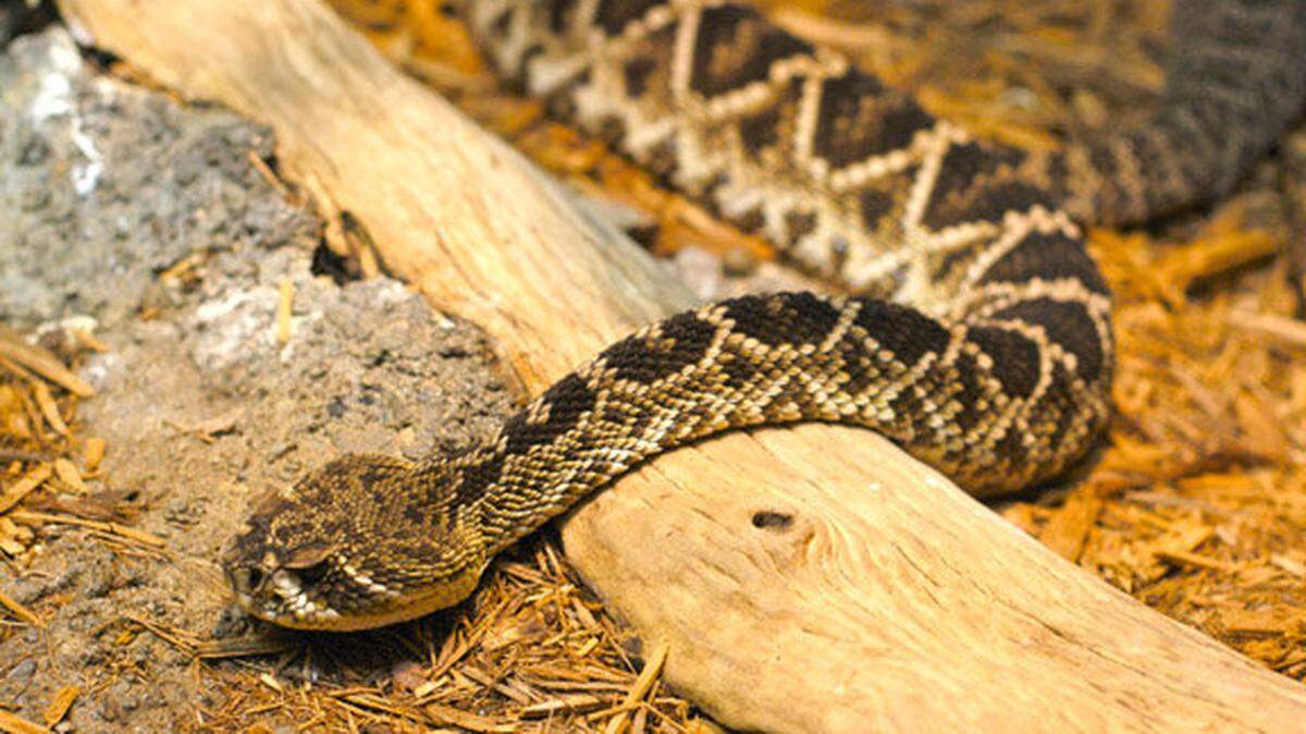 Serpiente de cascabel.