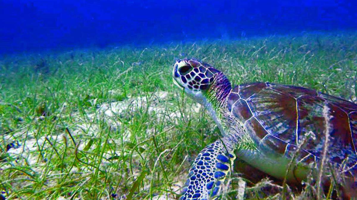 A sea turtle rests in seagrass off the Upper Keys.