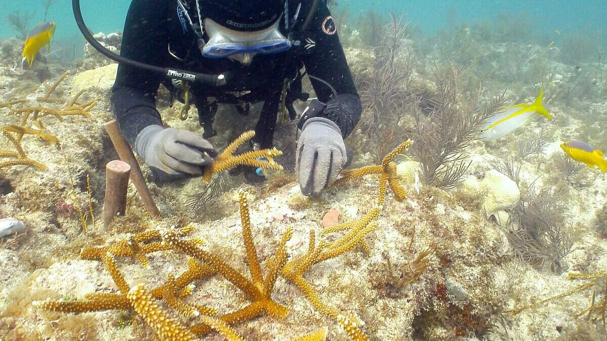 A diver with the Coral Restoration Foundation of Key Largo plants staghorn coral at an Upper Keys reef. The foundation will attempt to plant 1,000 cultured staghorn cuttings Monday to celebrate World Oceans Day.