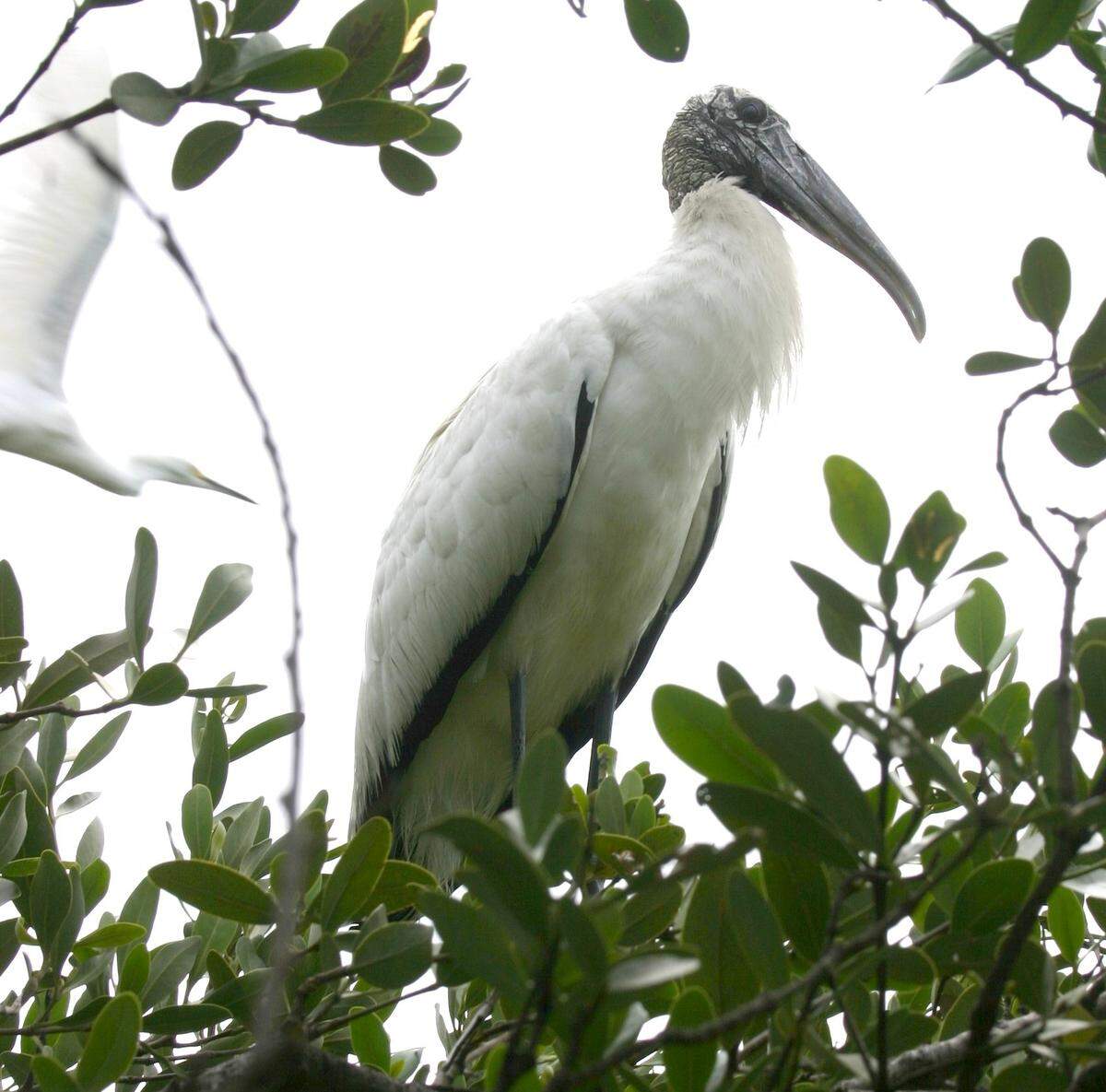An endangered wood stork perches in mangroves along the Key Largo shoreline in December. The unique bird, considered a key indicator for the health of the Florida Everglades, seems to be making a comeback from near extinction.