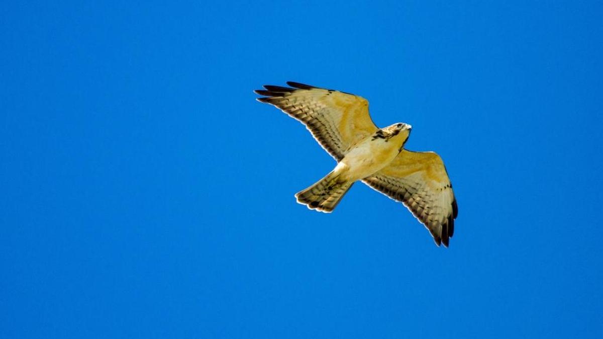 A broad-winged hawk soars over the Florida Keys as part the annual bird migration south.