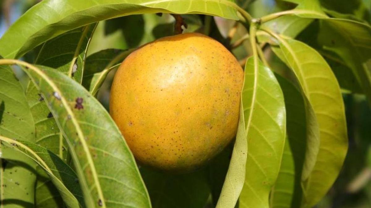 This is a very juicy Bizcochuelo mango.