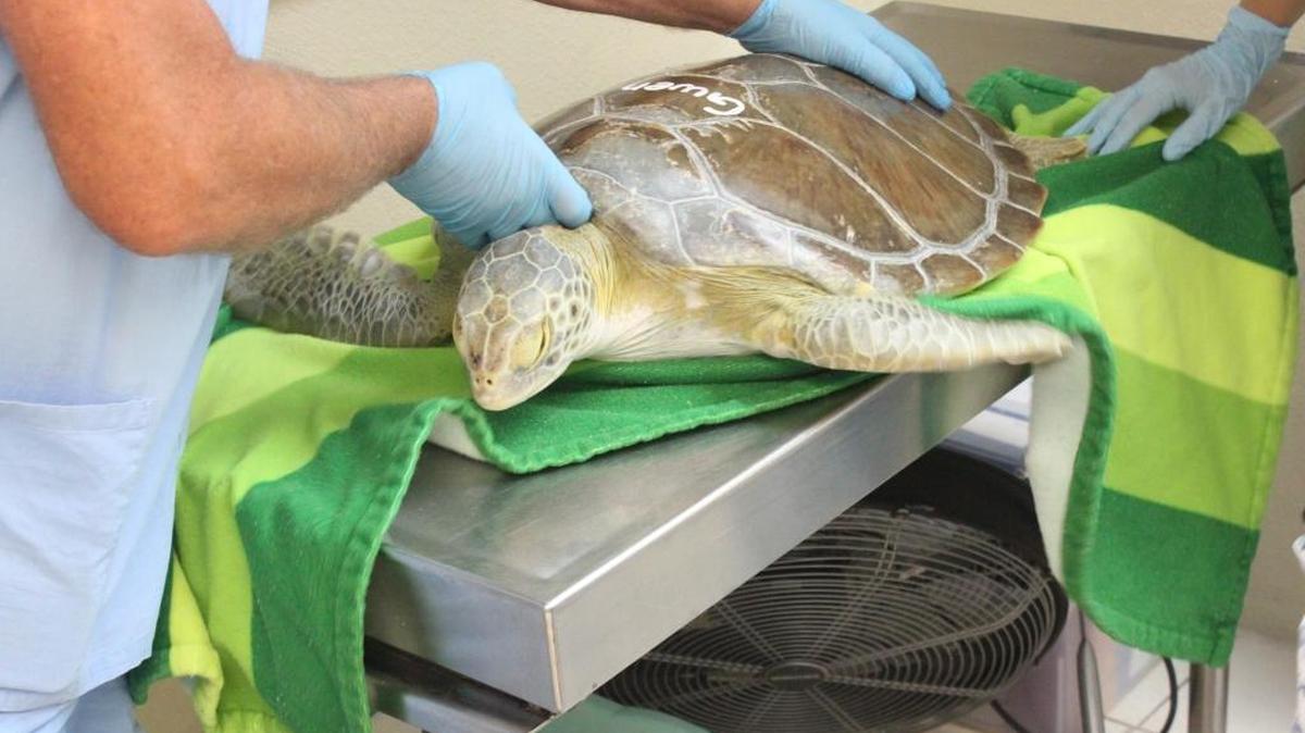 Rehabilitation specialists at the Marathon Turtle Hospital prepare Gwen, a green turtle, for CO2 laser surgery to remove a fibropapilloma tumor near his front left flipper. The new laser tool was funded in part by the Sea Turtle Grants Program from the sale of the Florida sea turtle license plates.