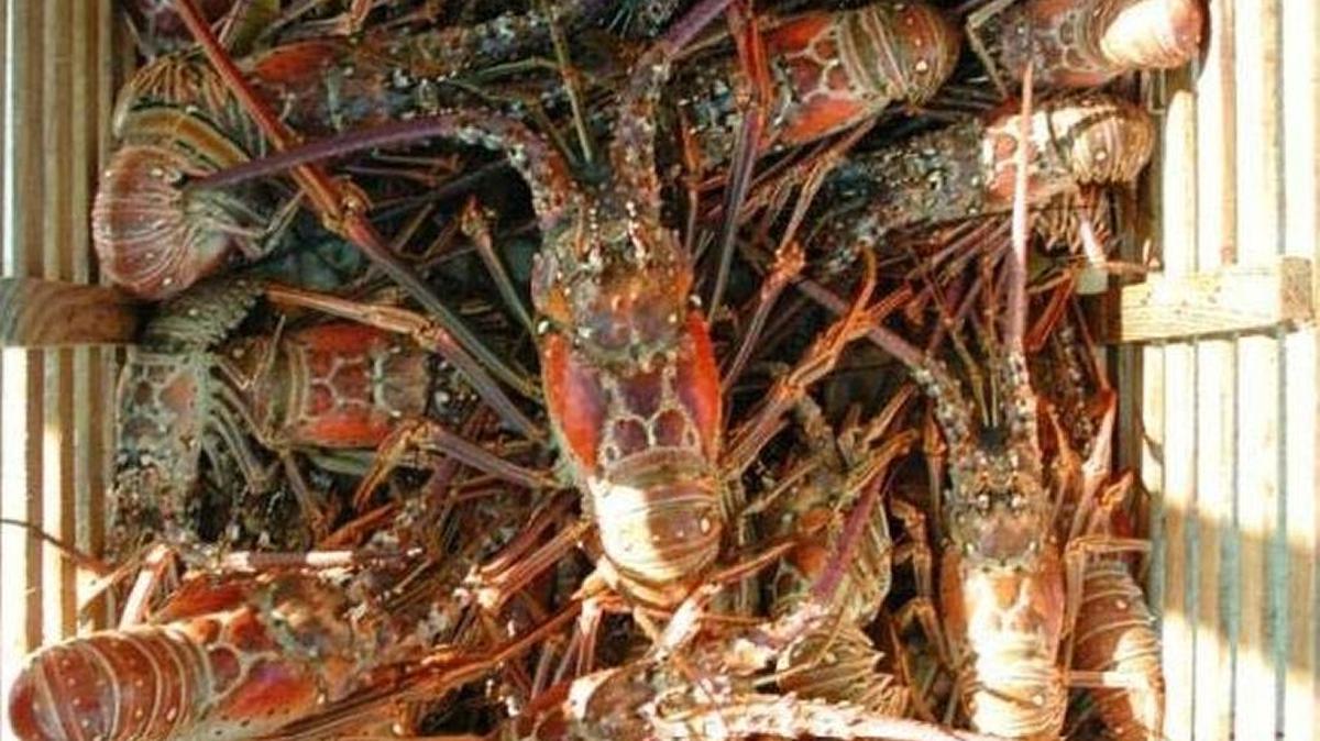 Spiny lobster season ends March 31 as the Florida Keys commercial fleet tries to recover from Hurricane Irma.