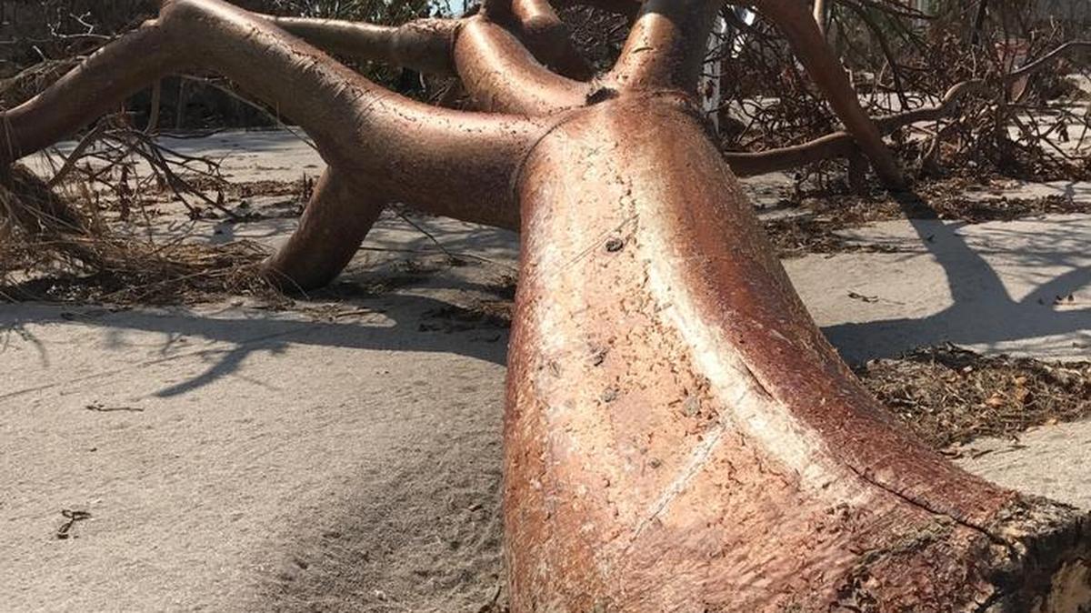A toppled gumbo limbo tree is partially buried in sand on Sombrero Beach a few days after Hurricane Irma landed in the Florida Keys in September. The city of Marathon in the Middle Keys was hit hard by the Category 4 storm, and city officials introduced a new building permit fee schedule Tuesday, March 27, they say will make rebuilding quicker and less confusing.