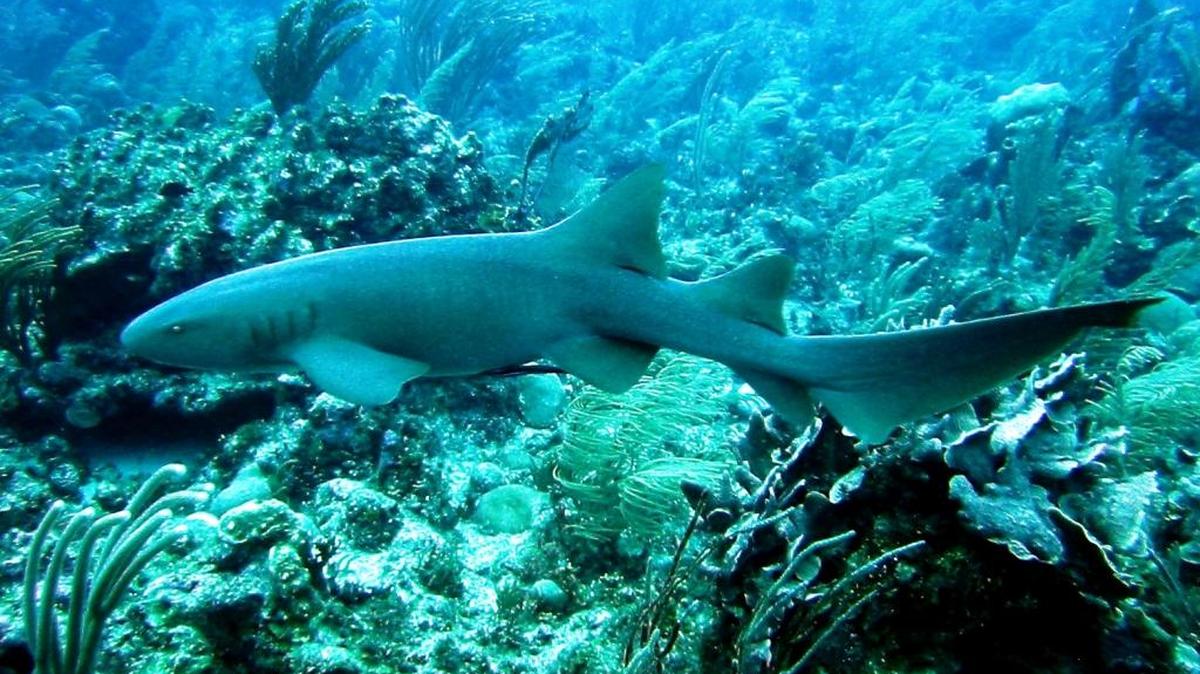 A nurse shark, one of the most common Florida Keys sharks, swims over a Caribbean reef. A congressional bill seeks to ban feeding sharks for purposes of putting on a show.
