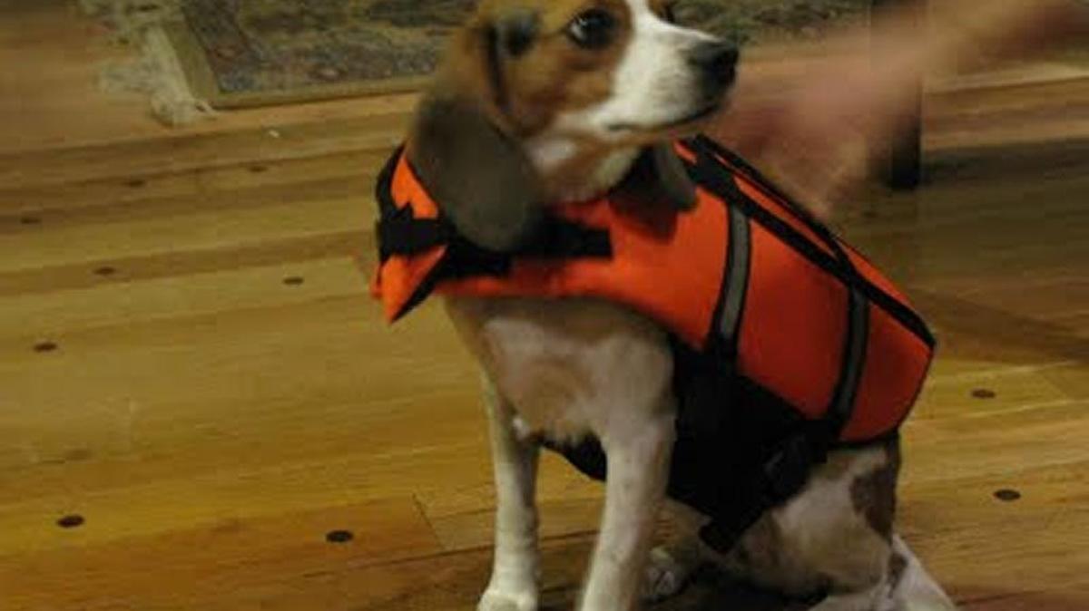 A man found dead floating in Niles Channel Monday was wearing a life jacket designed for dogs.