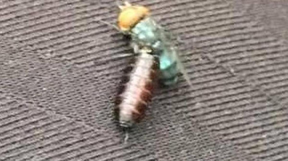 A sterile New World screwworm fly emerges from its casing.
