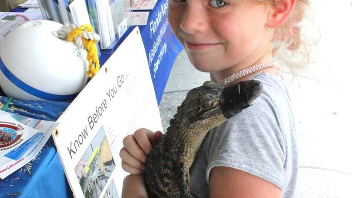 Ellie Bach, 7, of South Carolina meets a year-old alligator at the Lobster Information Booth at Divers Direct in Key Largo. Young visitors learned about Florida wildlife while parents talked lobster with state and federal staff.