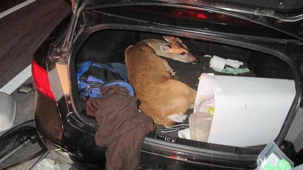 This Key deer, a buck, was hog-tied and stuffed into a trunk by two poachers last July. He was later euthanized due to his injuries.