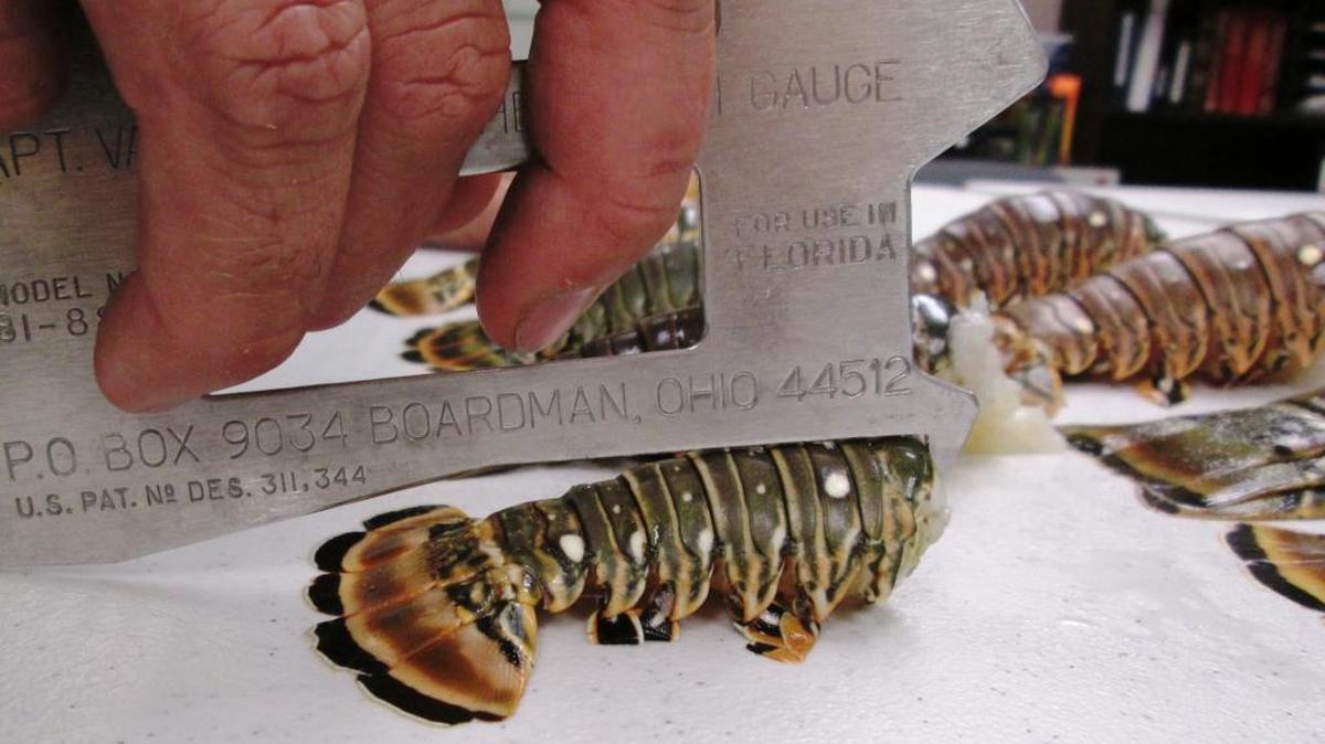 A state marine officer measures an undersized lobster tail recovered in a 2016 case in the Florida Keys. Monroe County prosecutors are seeking, and getting, jail sentences for similar violations.