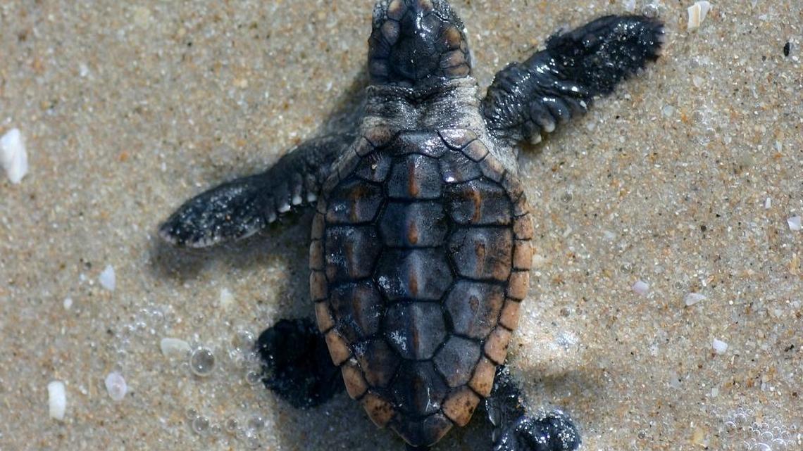 A loggerhead turtle hatchling makes its way to the ocean. Turtle nesting and hatching season is underway in the Keys.