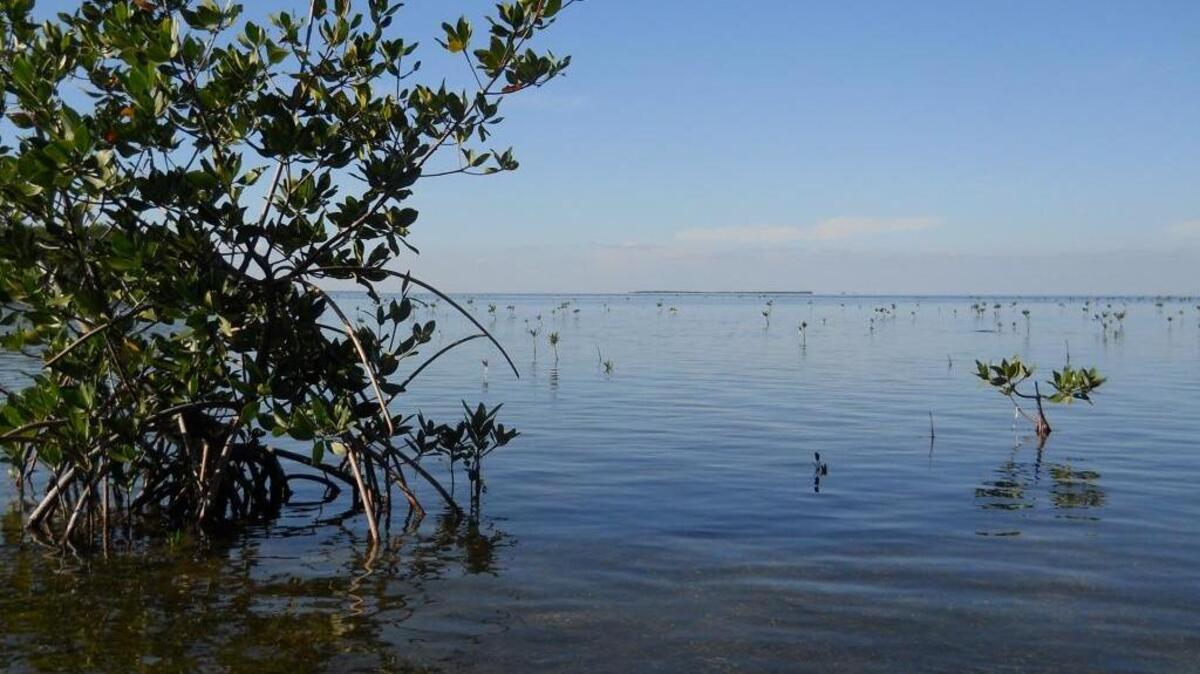 A lobbying firm hired by the Monroe County Commission pledged to avoid issues endorsed by the county that could lead to sending more fresh water to Florida Bay.