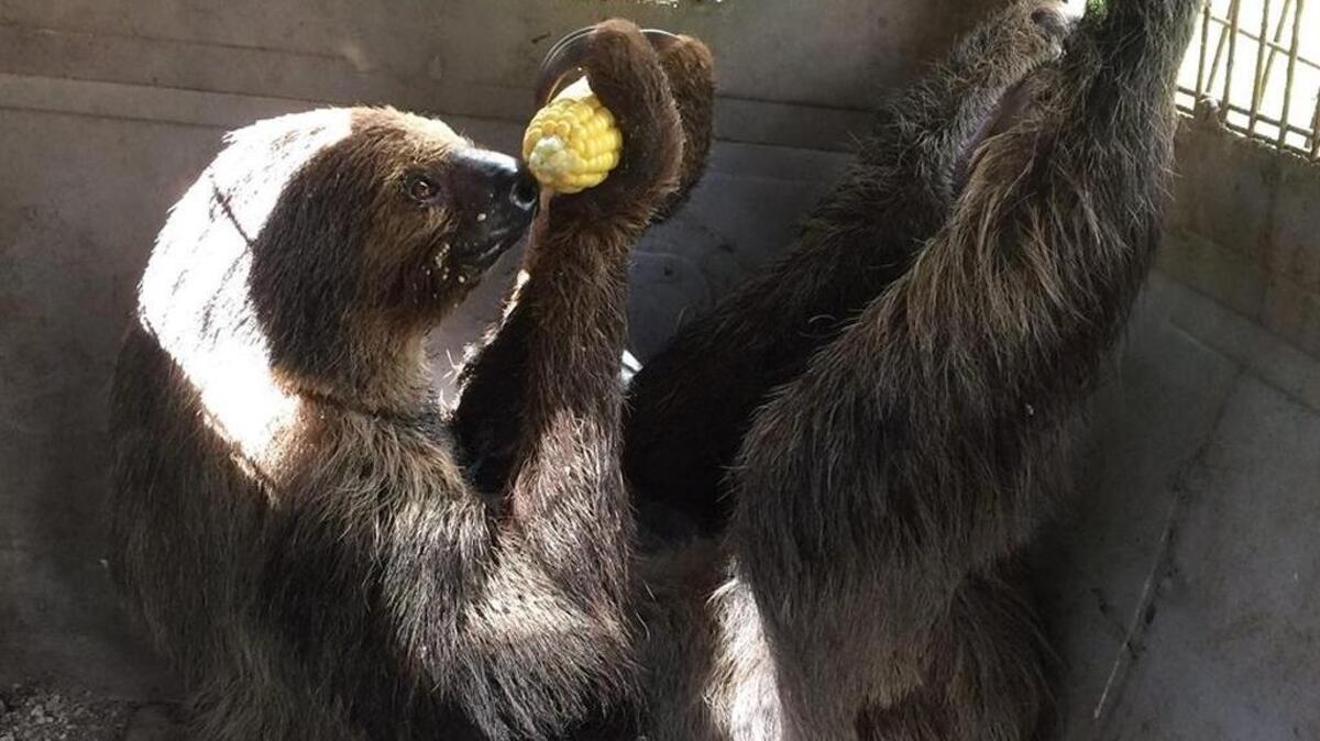 Mo the sloth, who lives at the Monroe County Sheriff’s Office’s Animal Farm, chills out with an ear of corn before being moved inside the jail at Stock Island to ride out Hurricane Irma.