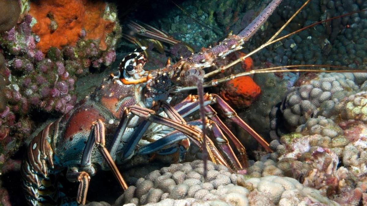 A spiny lobster seeks shelter in a Florida reef. Regular lobster season opens Sunday.