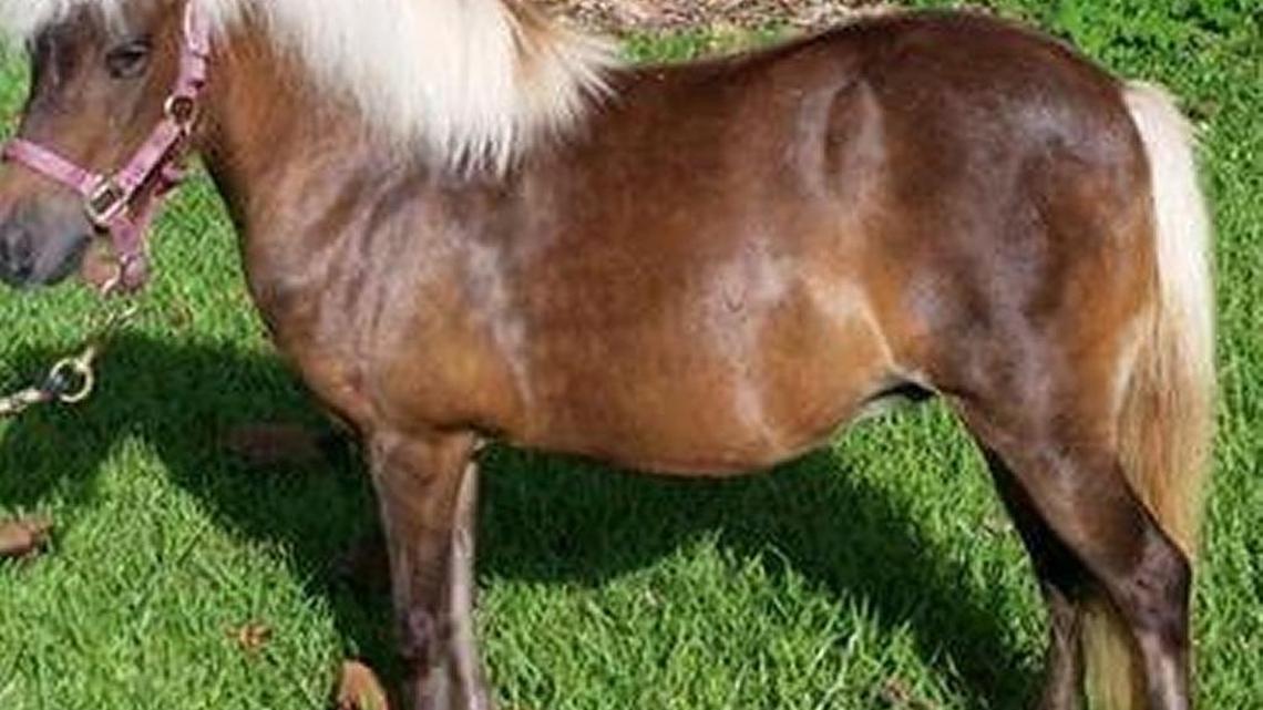 Zena, a miniature horse, was rescued on the mainland and now lives at the Monroe County Sheriff’s Office Animal Farm on Stock Island, which reopens Jan. 8.