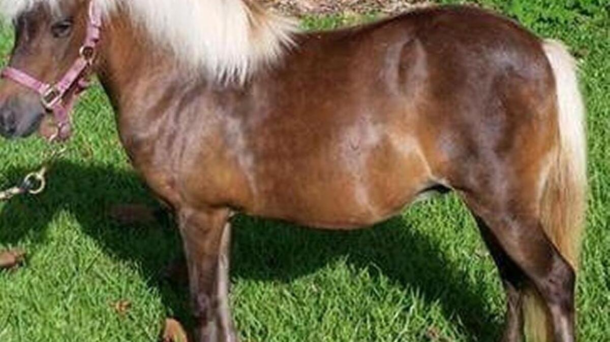 Zena, a miniature horse, was rescued on the mainland and now lives at the Monroe County Sheriff’s Office Animal Farm on Stock Island, which reopens Jan. 8.