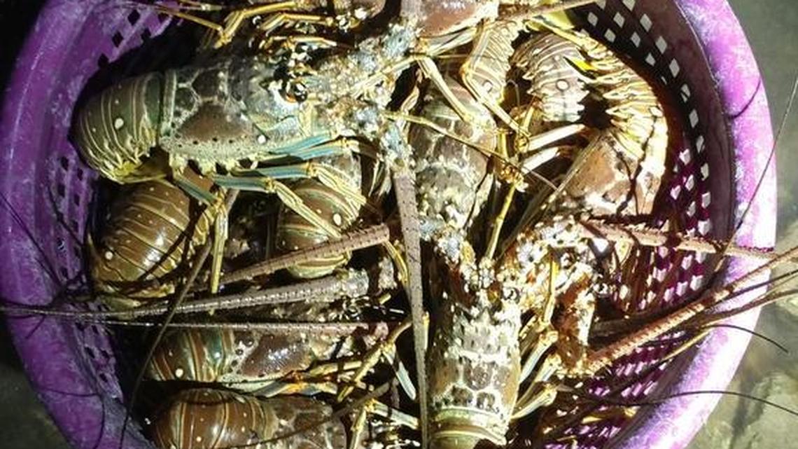 These are some of the lobster seized from a Marathon man arrested early in the mini-season Wednesday.