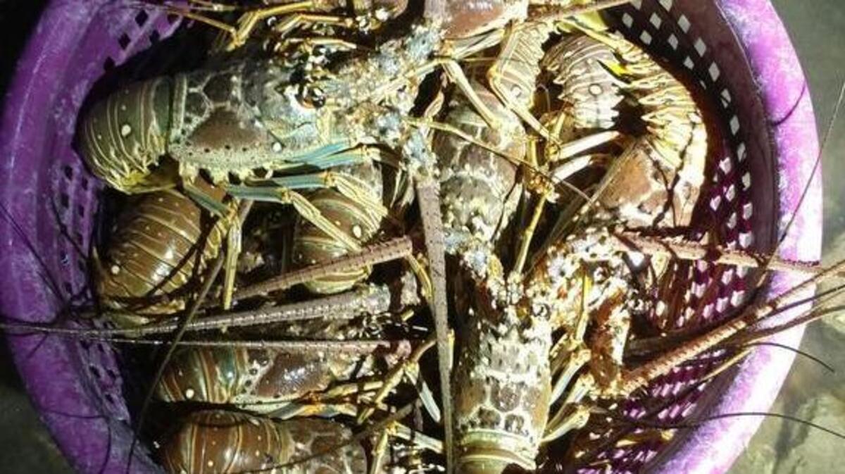 These are some of the lobster seized from a Marathon man arrested early in the mini-season Wednesday.