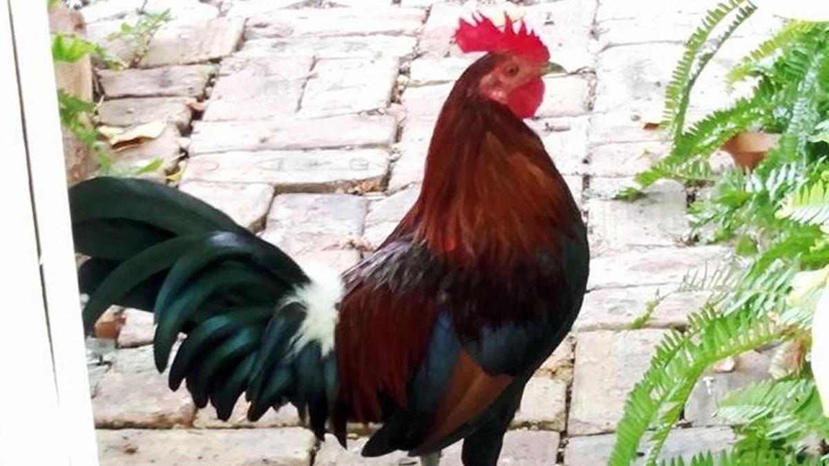 This Key West rooster favors Center Street as a home. Roosters and chickens run wild on the island.