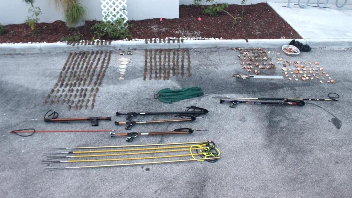 These are spear guns, stone crab claws and some of the 320 lobster tails allegedly caught by seven men from out of state who were arrested Sunday.