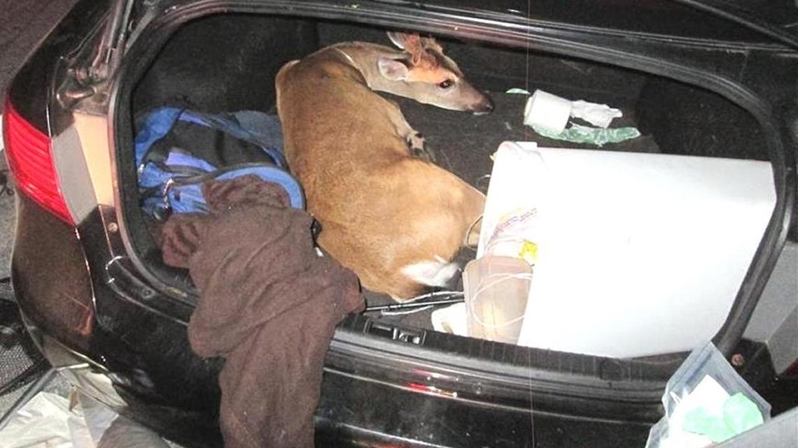 This endangered buck was found in the trunk of a Hyundai Sonata headed south on U.S. 1. There were also two deer in the back seat.