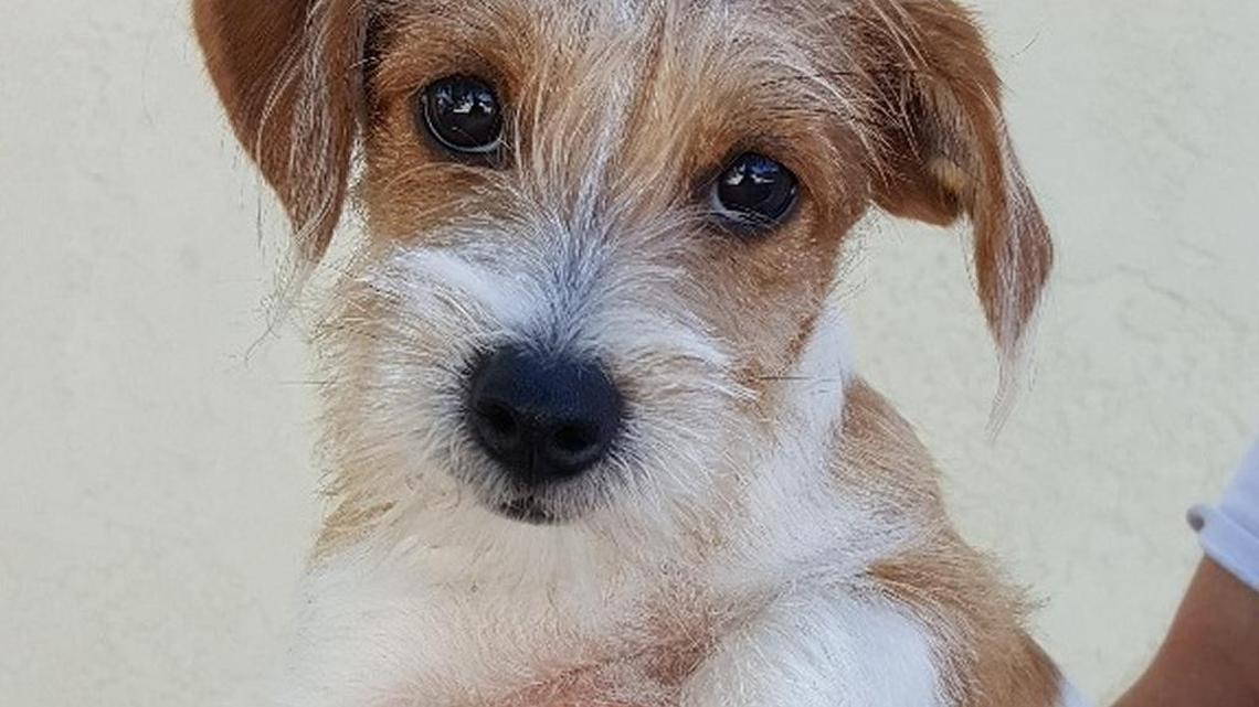 A terrier puppy, about five months old, needs a name and a new home. He was among 13 dogs found in a vehicle Tuesday in Islamorada. The owner was arrested on a warrant.