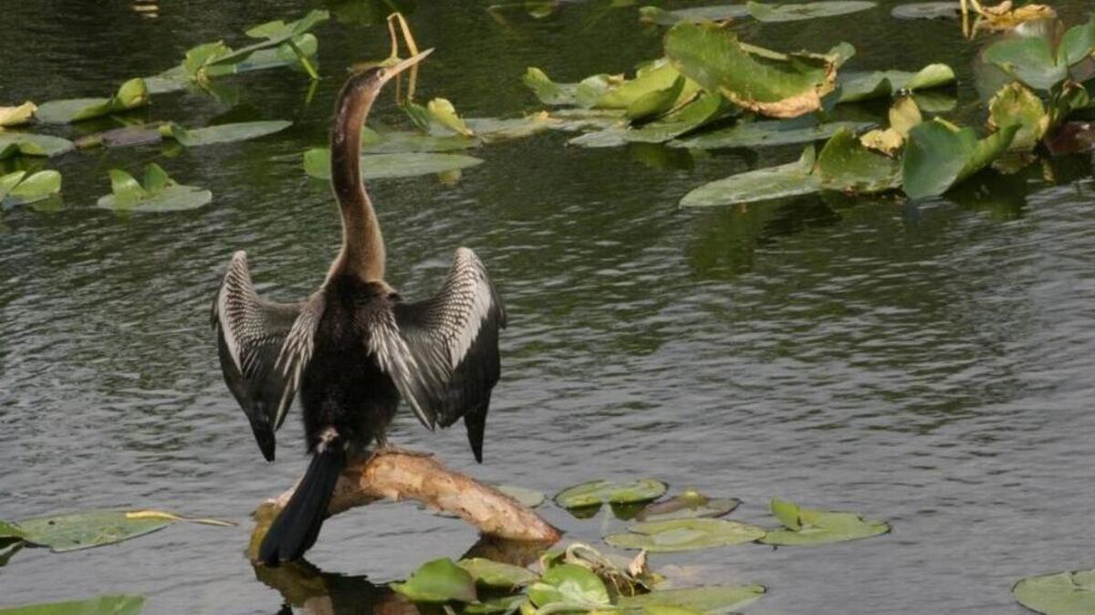 An anhinga spreads its wings in Taylor Slough, a water body critical to preserving the Everglades and Florida Bay.